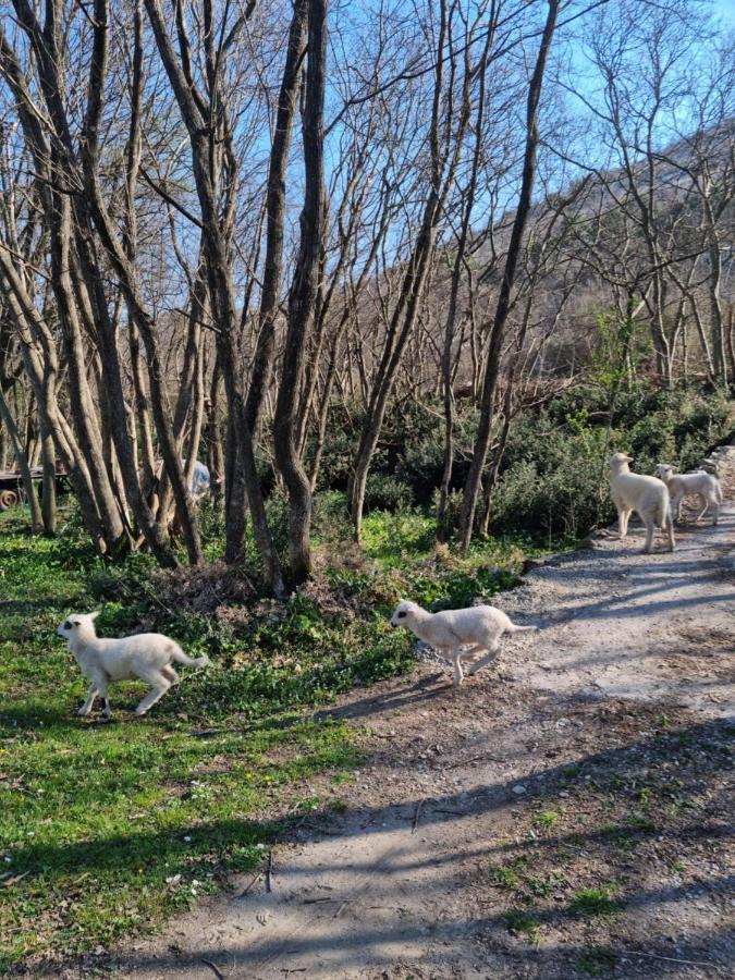 Wolf & Sheep Nature & Adventure 포드고리차 외부 사진